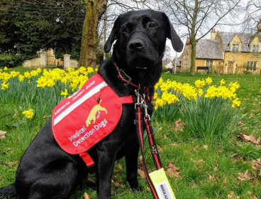 Joy, a medical detection dog for adrenal insufficiency