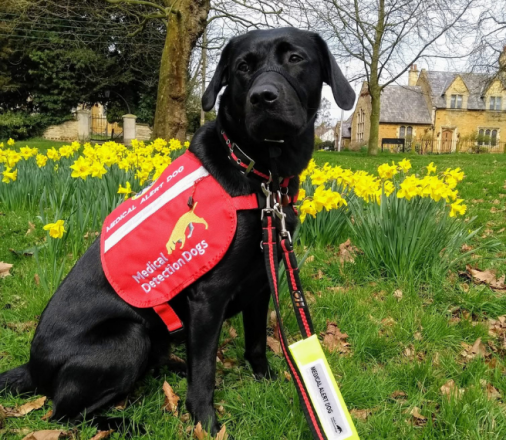 Joy, a medical detection dog for adrenal insufficiency