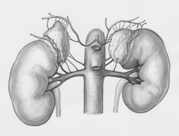 Drawing of adrenal glands
